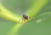 Salticidae Spinne II
