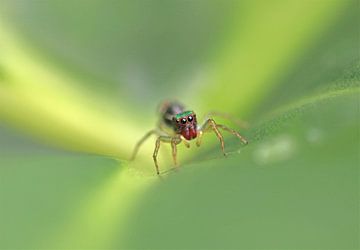 Salticidae Spinne II by Iris Volkmar