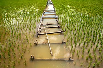 wet rice cultivation on Sulawesi, Indonesia by Jan Fritz