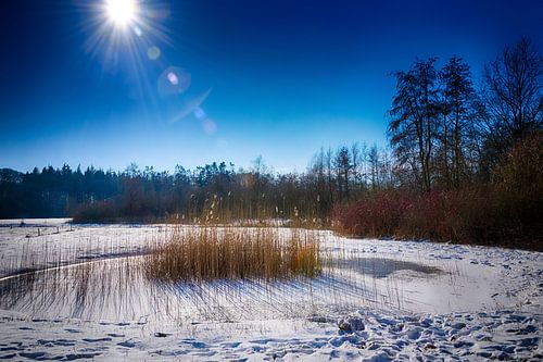 Riet in bevroren binnenmeertje in tegenlicht