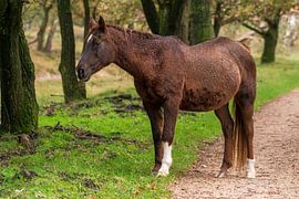 Wildpferd von Merijn Loch