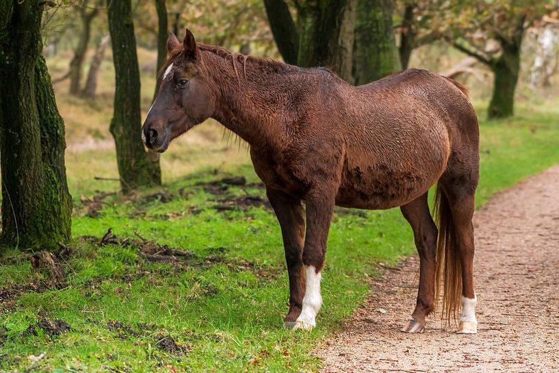 Wildpferd von Merijn Loch