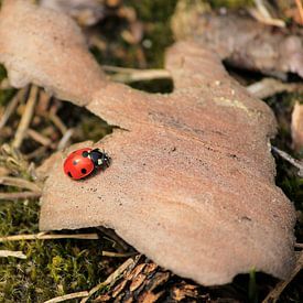 lieveheersbeestje / ladybug van Saskia Toonen