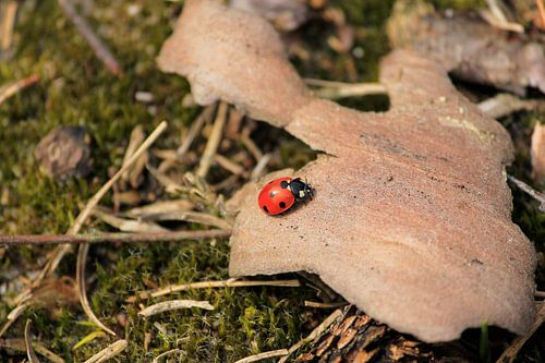 lieveheersbeestje / ladybug