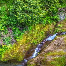 Green nature with a little pink by Thomas Herzog