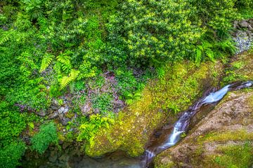 Grüne Natur mit etwas Pink von Thomas Herzog