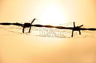 Lonely barbed wire in gold by Arno Wolsink thumbnail