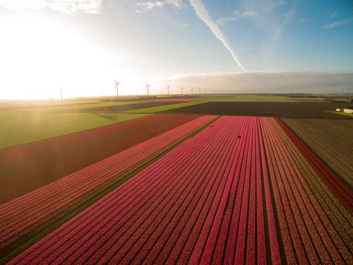 Tulpen velden