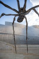 The Spider