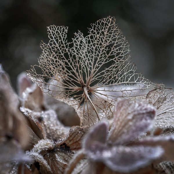 Gel d'hiver sur la fleur Hortensia par Alie Ekkelenkamp