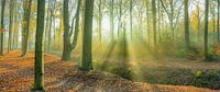 Mist met een prachtige lichtharp in de Achterwei te Beetsterzwaag Opsterland Friesland
