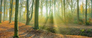 Mist met een prachtige lichtharp in de Achterwei te Beetsterzwaag Opsterland Friesland van Ad Huijben