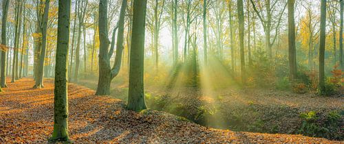 Brouillard avec une belle harpe légère dans l'Achterwei à Beetsterzwaag Opsterland Friesland
