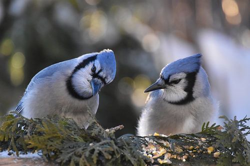 Blauwe gaaien bij de feeder