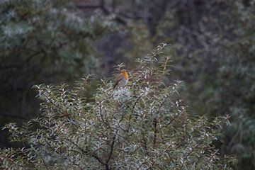 Snelle Vogel sur Koos Koosman