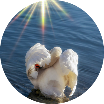 Het Zwanenmeer - Siësta in de middagzon