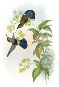 Green-breasted Carib, John Gould van Hummingbirds