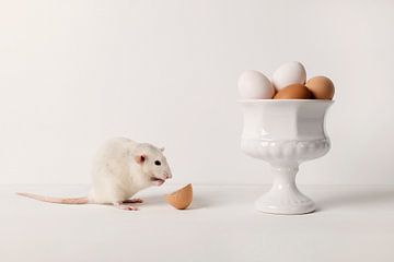Rat avec des œufs sur Carolien van Schie