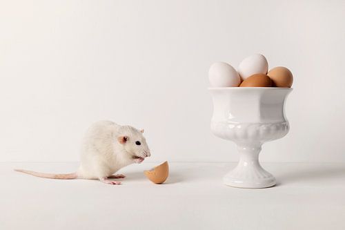Rat with eggs by Carolien van Schie