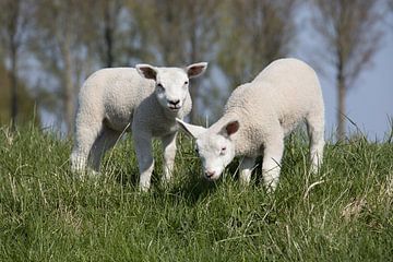 Two lambs in the meadow on a beautiful spring day by W J Kok
