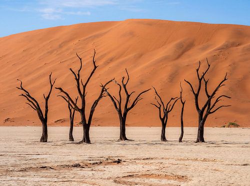 Arbres morts dans un paysage désertique