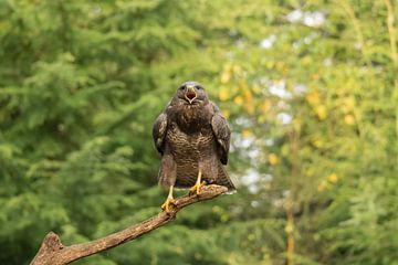 Buizerd laat van zich horen van Sandra Groenescheij