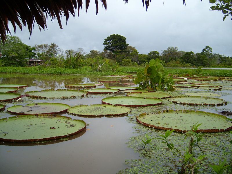 Lelies in de Amazone par Max Davidse