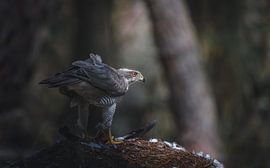 Habicht von Andy van der Steen - Fotografie