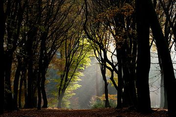 Zie de zon schijnt door de bomen. van Larissa Rand