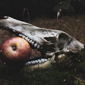 Skull of a wild boar. by Rens Zwanenburg