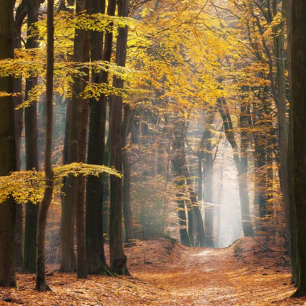 Herfst in speulderbos van Ingrid Van Damme fotografie