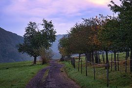 Bäume im Wald im Nebel zum Sonnenaufgang