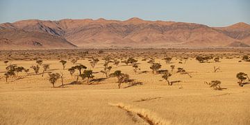 Grasland Namibie van Albert Mendelewski