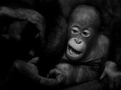 Orang-oetan Baby van Ruud Peters thumbnail