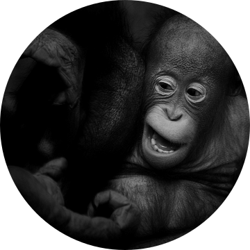 Orang-oetan Baby van Ruud Peters