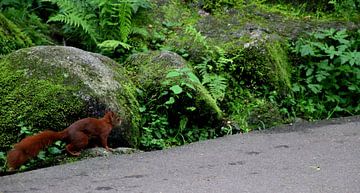 Squirrel at Triberg waterfall by Paul Emons