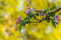 Printemps, floraison et bokeh par John van de Gazelle fotografie Aperçu