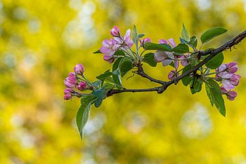 Lente, bloesem en bokeh van John van de Gazelle