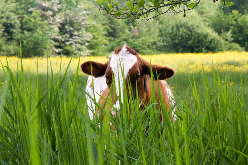 wat zie ik? Nieuwsgierige koe nabij Halder - Sint-Michielsgeste van Arnoud Kunst