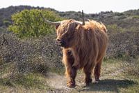 Ein schottischer Highlander kommt munter auf uns zu