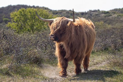 Un Highlander écossais arrive sur la route en marchant d'un air jovial.