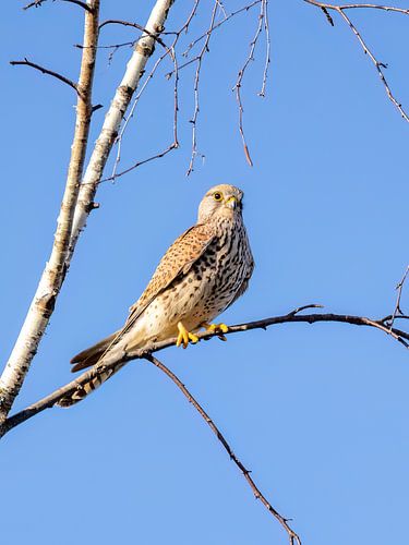 A kestrel in a tree