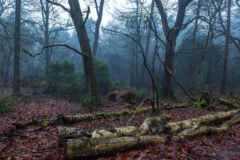 wild nature by snippefotografie