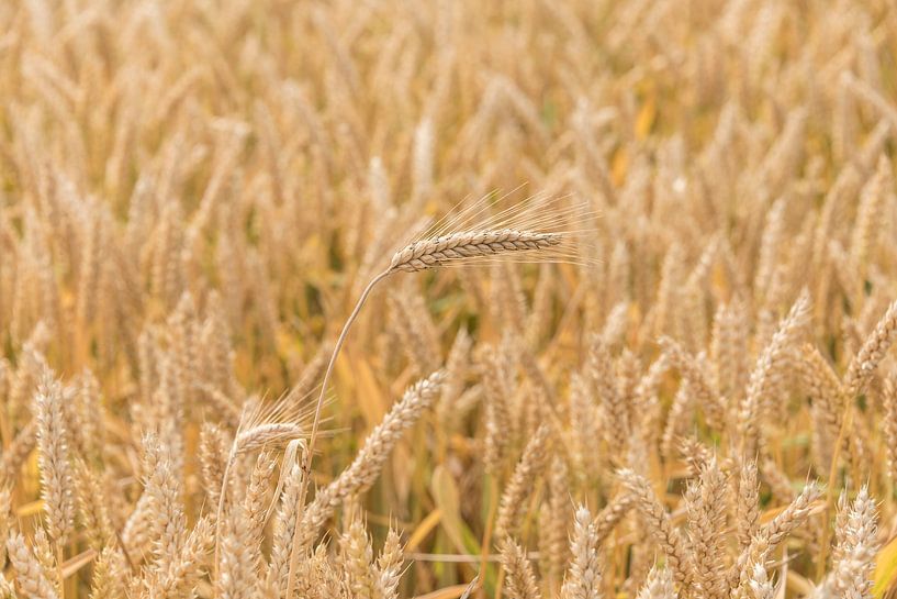 Grain, seul et pourtant avec beaucoup... par Ans Bastiaanssen