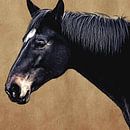 Portrait d'un cheval noir sur fond brun (art) par Art by Jeronimo Aperçu