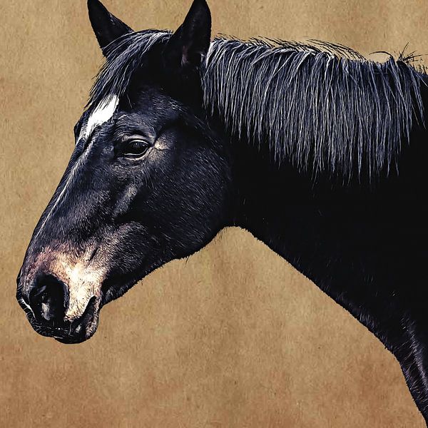 Portrait d'un cheval noir sur fond brun (art) par Art by Jeronimo