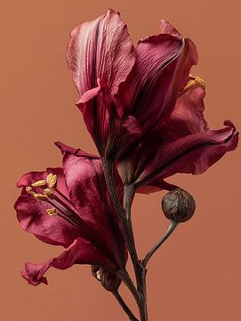 Dried flowers on natural clear background Terracotta by Esmeé Kiewiet