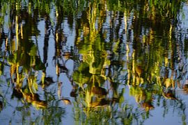 Zonnebloemen spiegelend in het water van Jan Nuboer