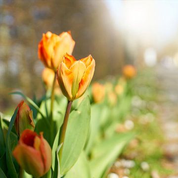 Tulpen in de tuin