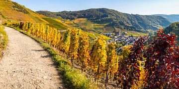 Vineyards in autumn, Mayschoss, Ahrtal van Walter G. Allgöwer